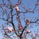 (북여동)4월23일(토) 평곡-북숭아꽃축제,평곡최고의 여행지-호동수(湖洞水) 이미지