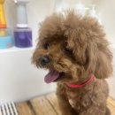 강쥐엄마네 | [강쥐생각] 곰돌이 인형인가요? 푸들 '송이'의 귀툭컷 미용 후기 🧸✨