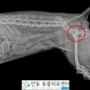 유니동물병원 이미지