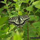 인천나비공원 이미지