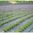 선명농장 이미지