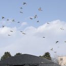 참새농장 이미지