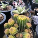 혜미농장 이미지