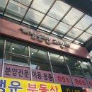 개청순한고양이 이미지