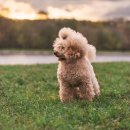 아이큐25시 이미지