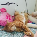 모서동물병원 | 고양이 애니멀 커뮤니케이션 후기 *애니멀 커뮤니케이터 마틸다님