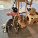 13번째고양이 이미지