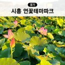 관곡지 | 경기도 시흥 가볼만한곳 연꽃테마파크 관곡지 축제 실시간 주차장 애견동반