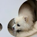 퐁키살롱 네이버블로그