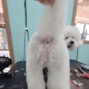 황실 애견미용 살롱 이미지