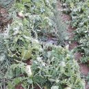 할렐루야농장 이미지