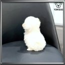 의정부 요미독앤캣 강아지분양 고양이분양 | 강북구강아지분양 꼬물이 시절 향수