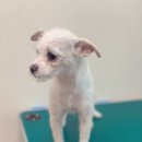 포시즌 동물병원 이미지