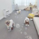 내 강아지의 봄 일산애견유치원&애견호텔 이미지