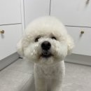 아띠펫살롱 이미지