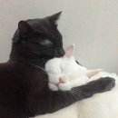 미묘한 차이