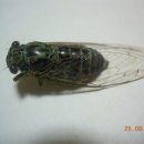 사랑의 노래 이미지