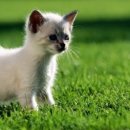 동산가축약품 이미지