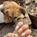 나드리 애견 이미지