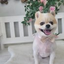 댕댕이 미장원 이미지