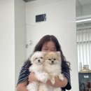 소안헤어 | 블챌 어케 하는 건데/청주 소안헤어 방문 후기