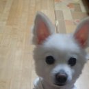 펫클럽울산