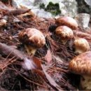 ＜ 부김방 가을 자연산 버섯 체험 산행 안내 ＞ 이미지
