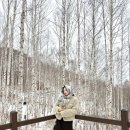 별바라기팬션 | 강원도 인제 자작나무 숲 실시간 소요시간 주차장 아이젠필수