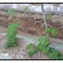 주왕산팬션민박 이미지