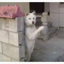 어서오시개
