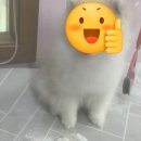 림&Doggy Salon 이미지