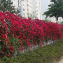 장미관문 이미지