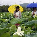 금당백련 이미지