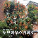 부천 능소화가 예쁜 카페 - 토브하우스3