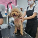 애견미용 이미지