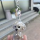 짱이야 애견미용 | 포항 애견미용 잘하는 곳 추천 문덕 퍼피짱