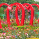 성곡초등학교 | 대구 이곡장미공원 장미축제 2026 장미꽃 필(Feel) 무렵 일정 가수 주차 개화상황