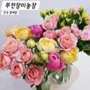 장미농장 | 전국 꽃배달 추천 부전장미농장 가성비 최고 인터넷 꽃배송