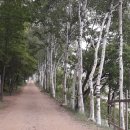 설하관광농원 | 인제야영장 반려동물 동반캠핑장 설하관광농원-인제산림치유연구소