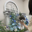 개in공간 이미지