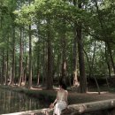 포토숲 | 울산에도 있는 통나무다리 포토 스팟, 북구 연암공원 비밀의 숲 방문 후기 | 경주 천년의 숲