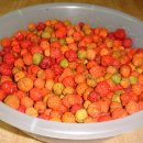 달콤한 나무 이미지