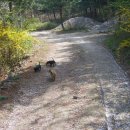 로이네 애견호텔 이미지