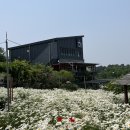 원평로 | 청주 데이트 샤스타데이지 명소 카페 아르떼 물들이다