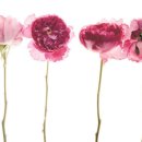 고기명가오늘 이미지