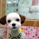 펫시스터즈 이미지