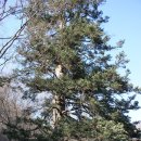 만연사 부도군 이미지