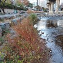 온천천변길 이미지