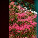 고창 선운산 수리봉(336m)2023.8.12(토) 벚꽃 ♧♧♧ 이미지