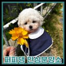 계룡애견 | 계룡애견분양 처음이라면 꼭 봐야 할 리얼 후기